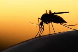 Mosquito in silhouette