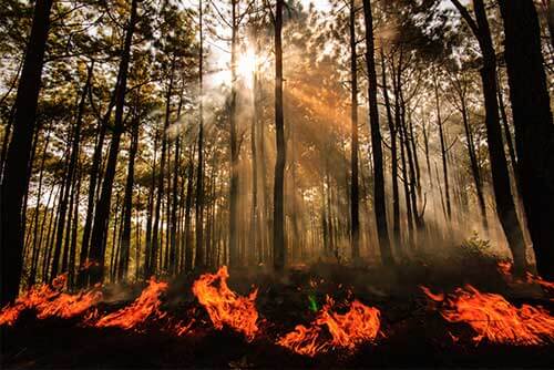 Brush burning on forest floor